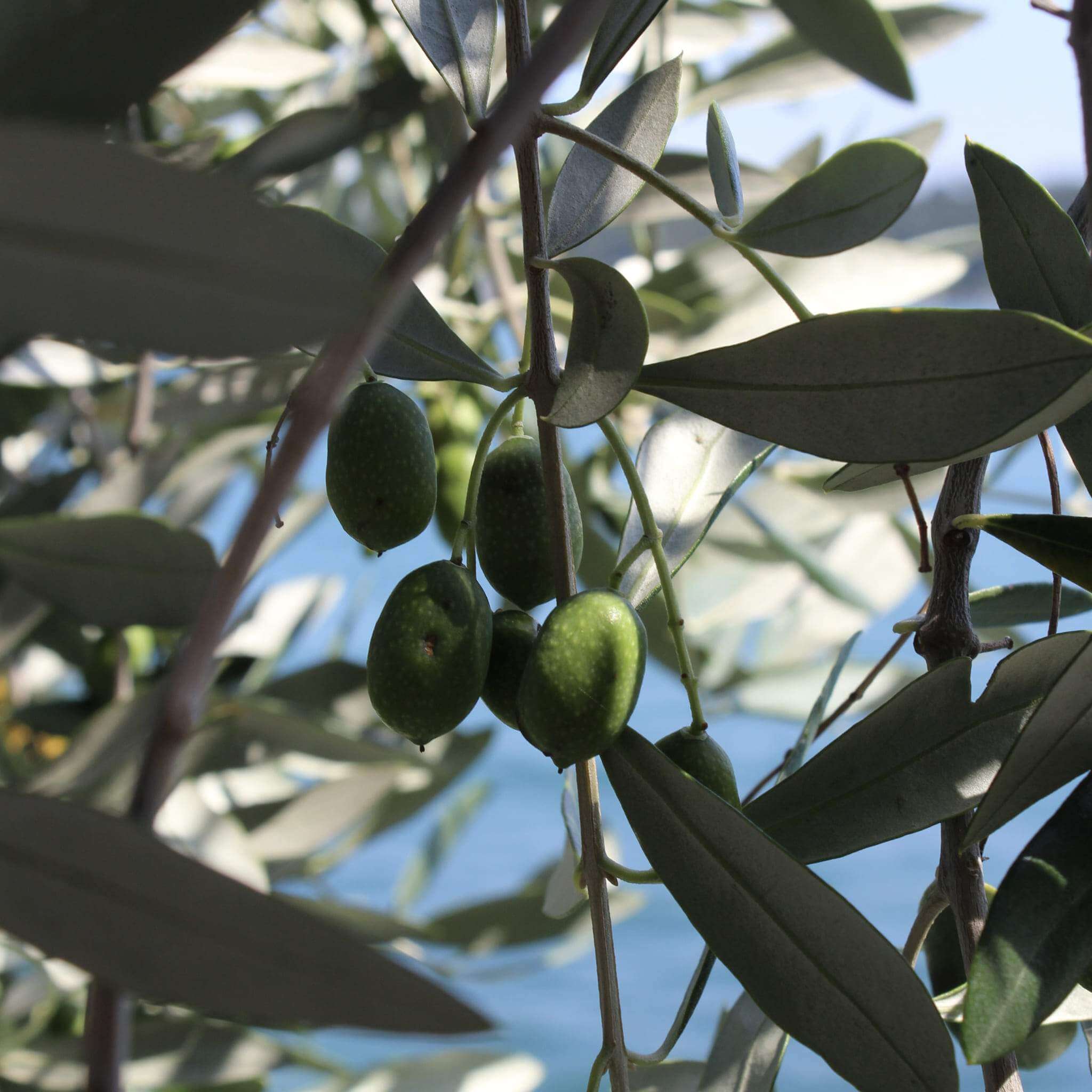 Jabón de Aceite de Oliva: beneficios y propiedades