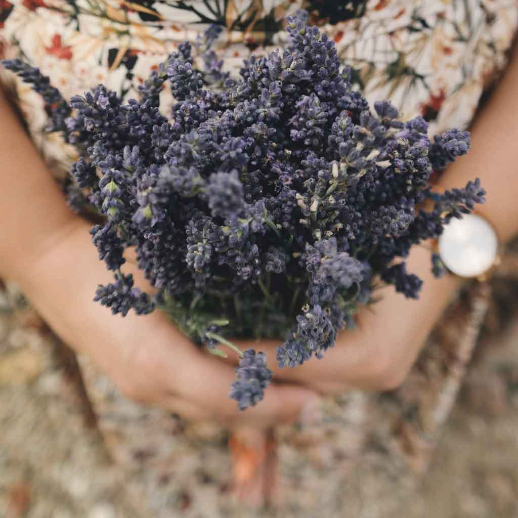 Lavanda orgánica de España