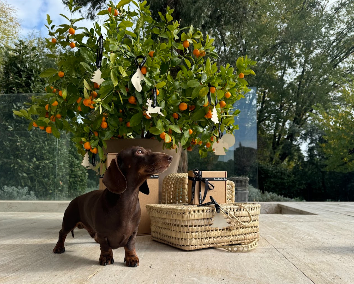Productos de limpieza que deberías dejar de usar si tienes bebés o mascotas (y con qué reemplazarlos)