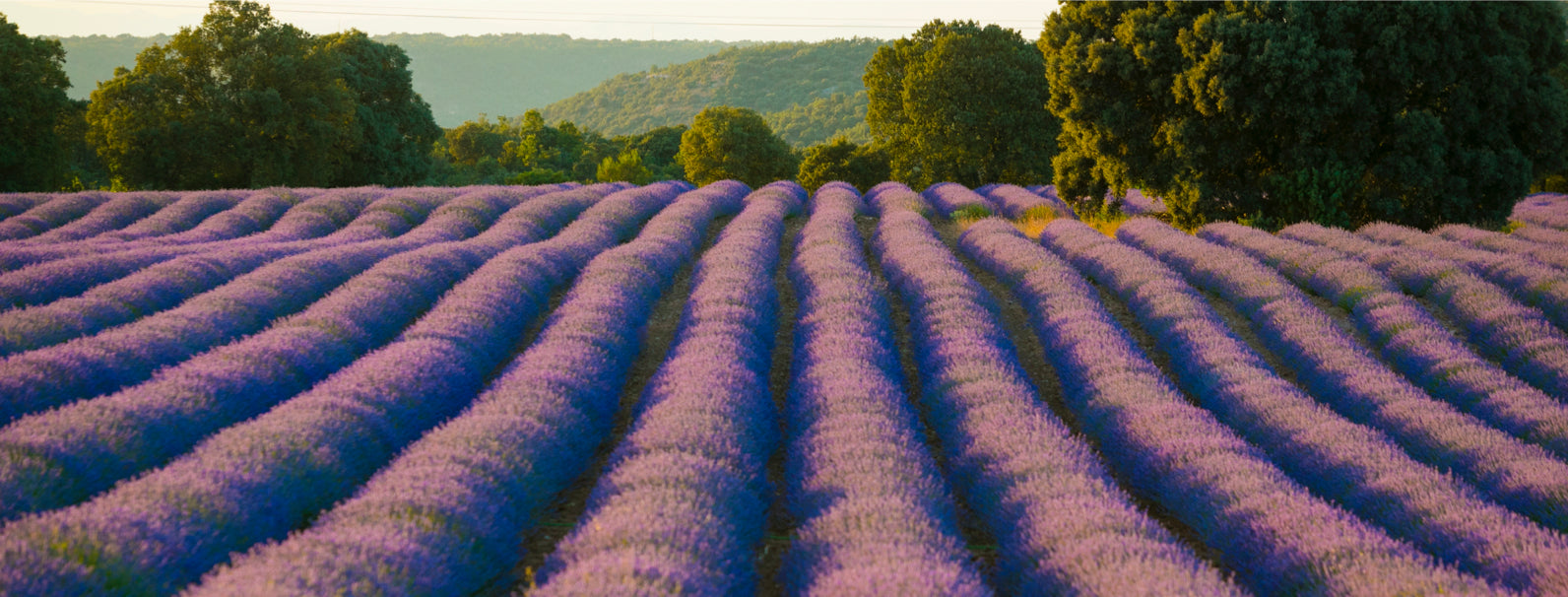 el secreto de la lavanda orgánica de Home Healthy Home