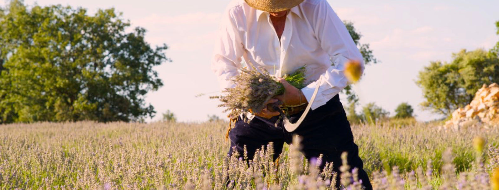 El proceso de recogida de nuestra lavanda en Brihuega Home Healthy Home