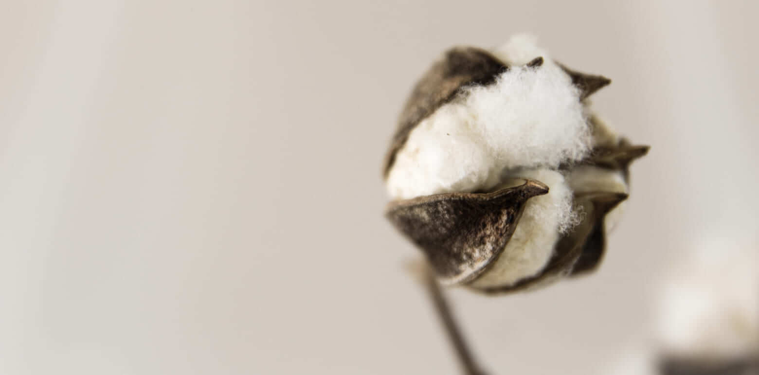 Algodón orgánico, algodón reciclado, algodón convencional... ¿Cuáles son las diferencias? Home Healthy Home