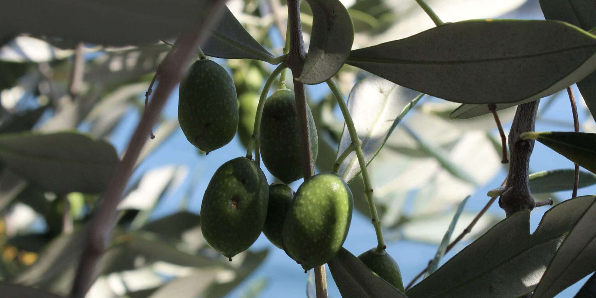 Jabón de Aceite de Oliva: beneficios y propiedades