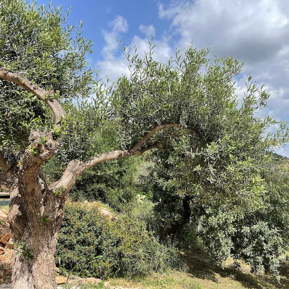 Aceite de oliva bio utilizado en el jabón facial Nº52