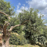 Aceite de oliva bio utilizado en el jabón facial Nº52