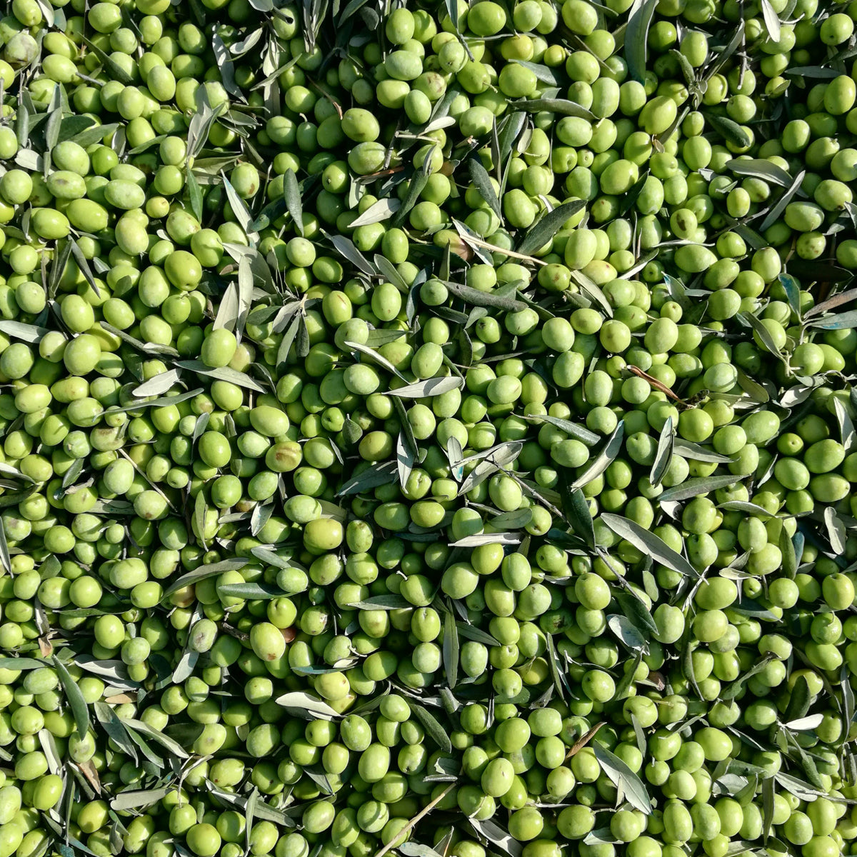 Jabón de aceite de oliva bio para manos y cuerpo Nº50