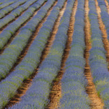 lavanda orgánca de home Healthy Home