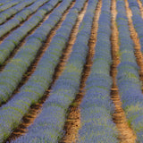 Lavanda orgánica utilizada en el jabón facial Nº51