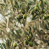 aceite de oliva orgánico Home Healthy Home