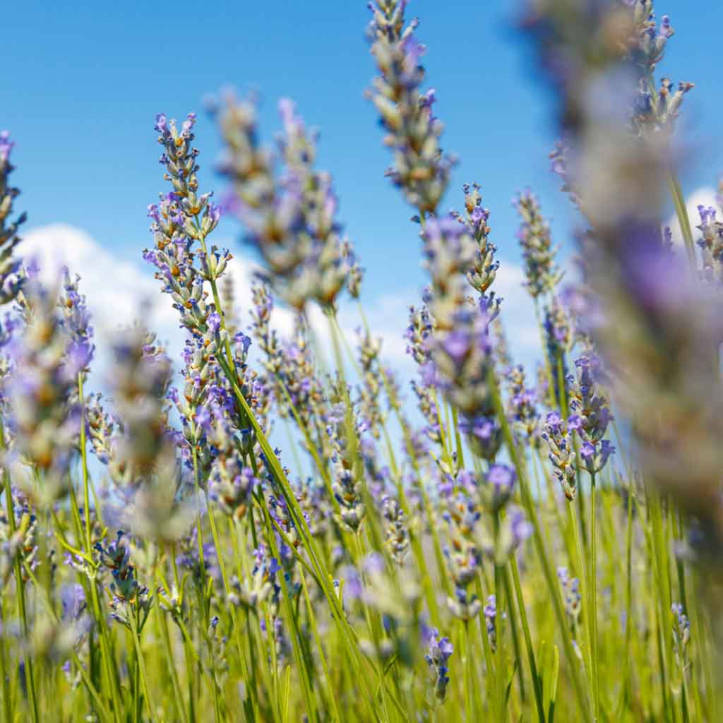 lavanda ecológica Home Healthy Home