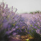 Perfume "Lavender Fields" Nº 240
